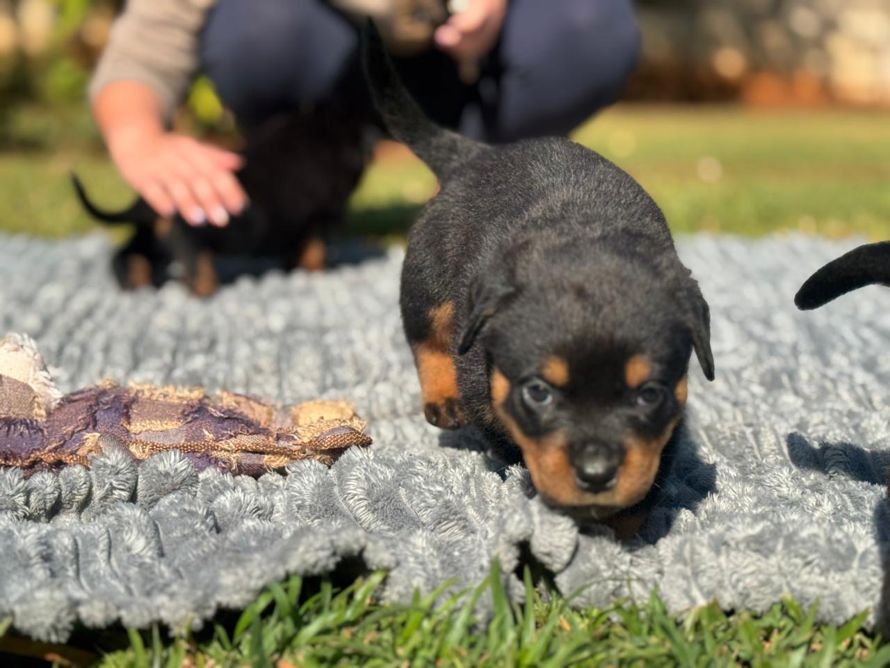 Rottweiler photo 4
