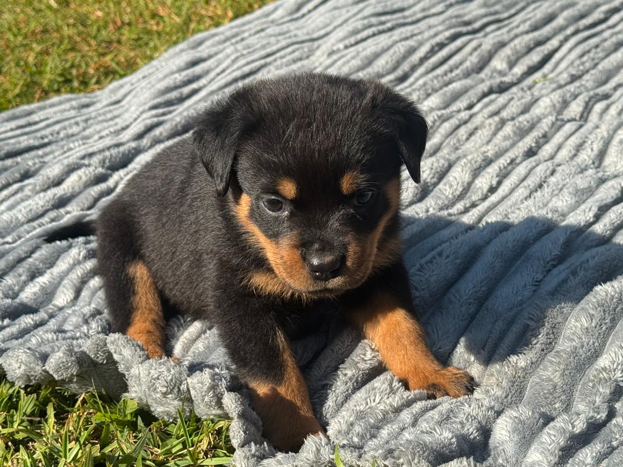 Rottweiler photo 5