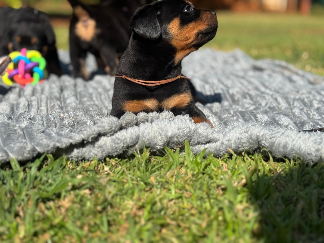 Rottweiler photo 6