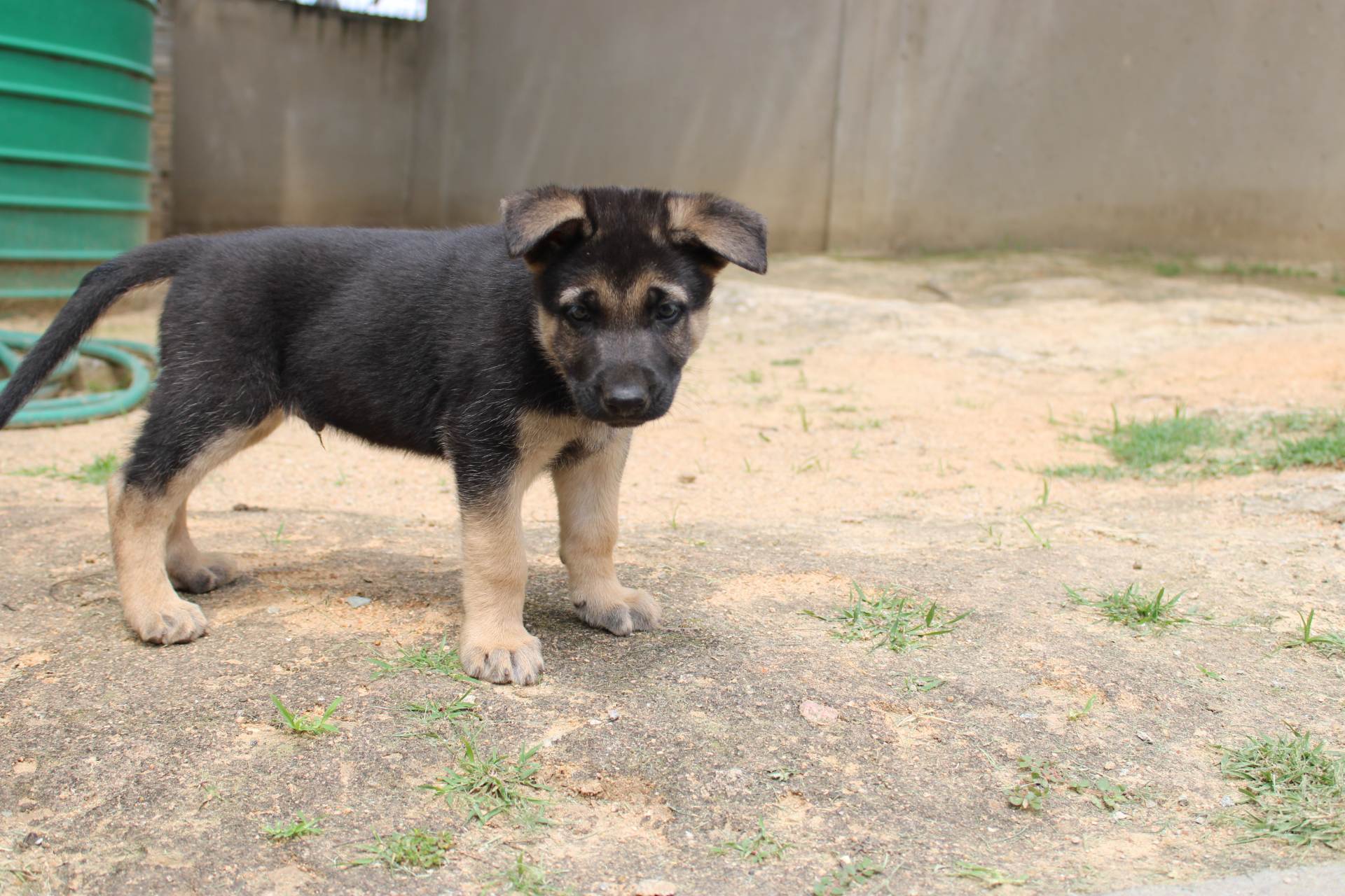 Mixed Breed — German Shepherd x Belgian Malinois photo 1
