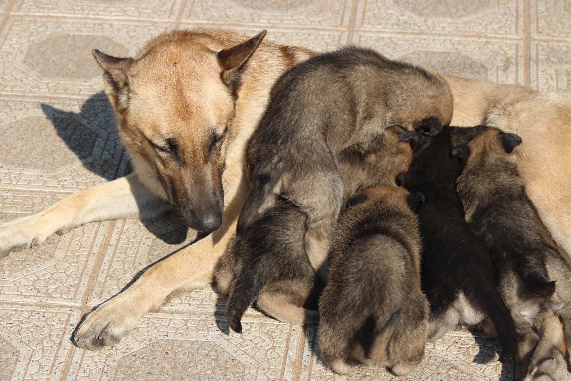 Mixed Breed — German Shepherd x Belgian Malinois photo 2
