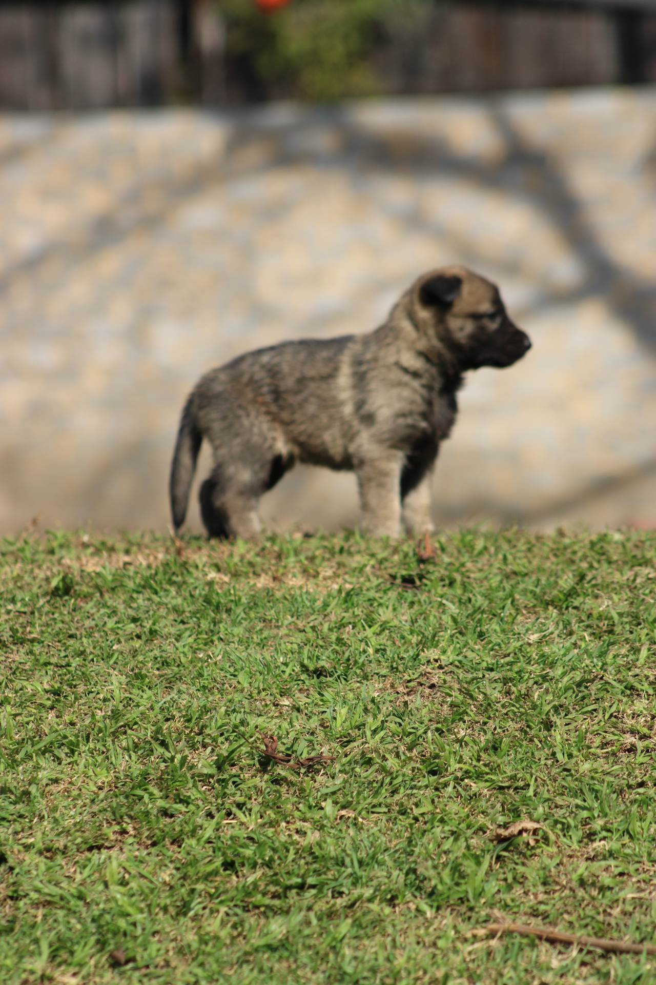 Mixed Breed — German Shepherd x Belgian Malinois photo 3