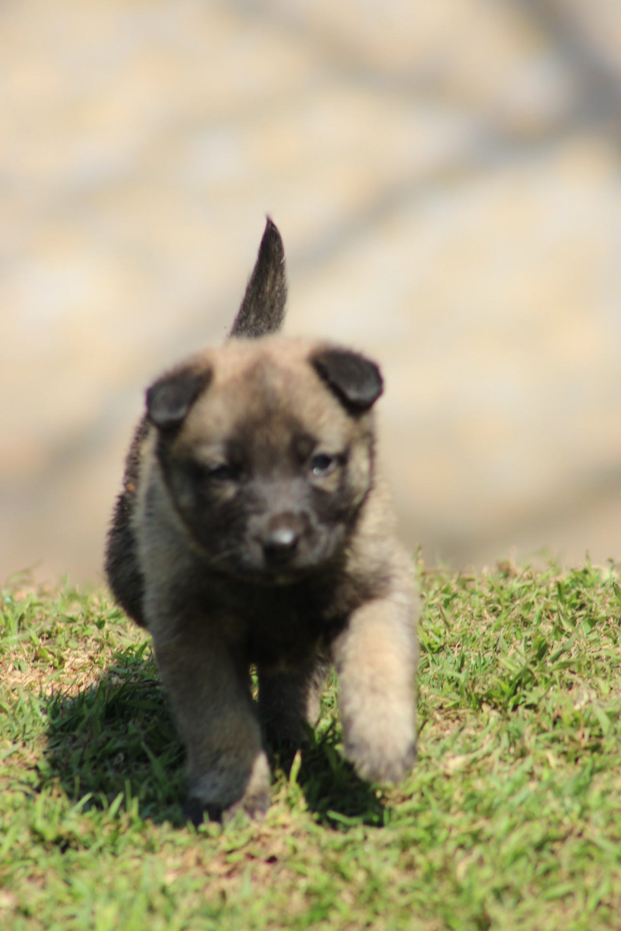 Mixed Breed — German Shepherd x Belgian Malinois photo 4