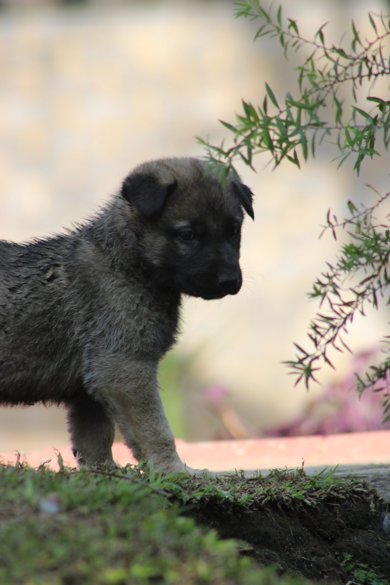Mixed Breed — German Shepherd x Belgian Malinois photo 5