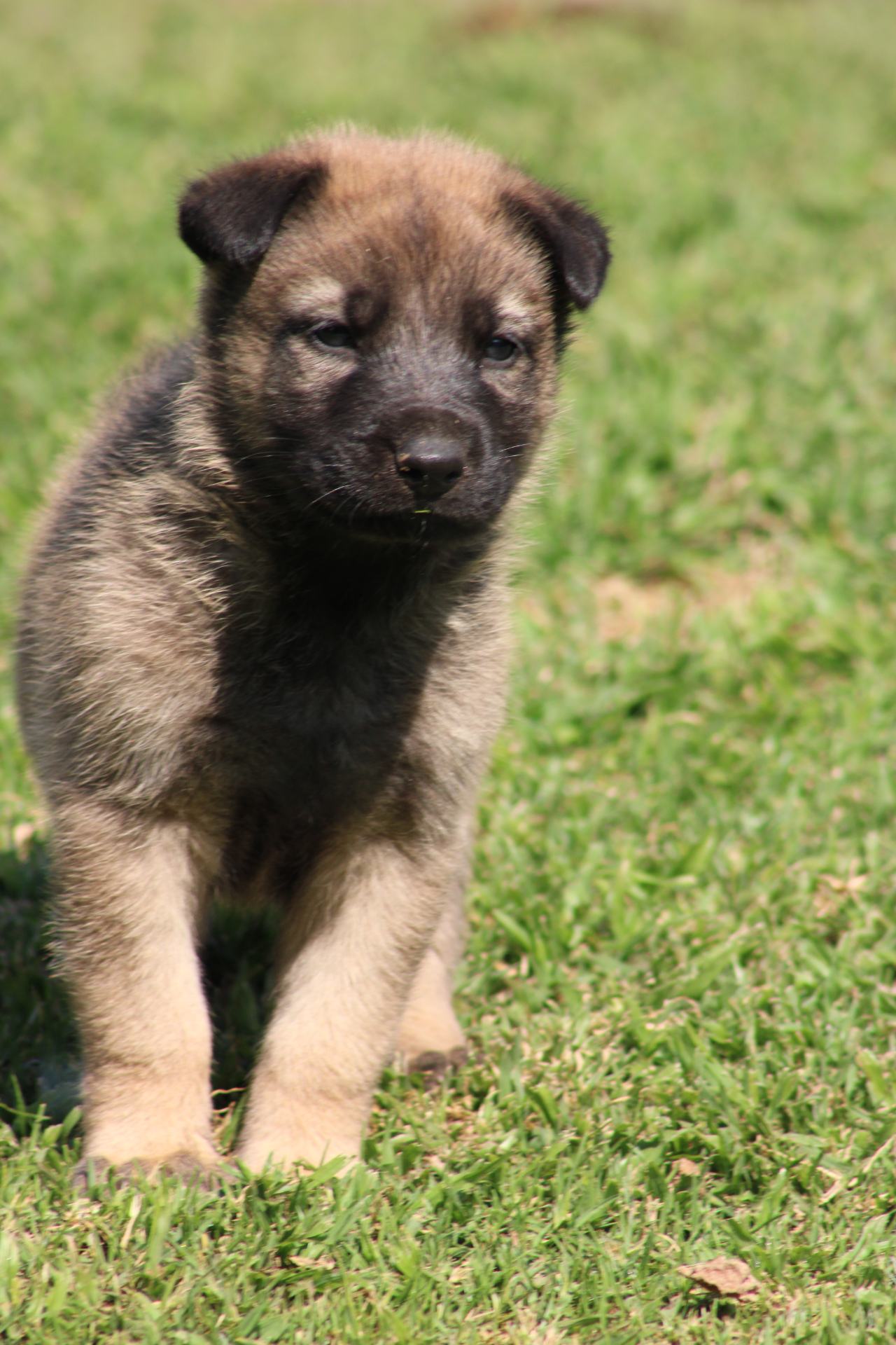 Mixed Breed — German Shepherd x Belgian Malinois photo 6