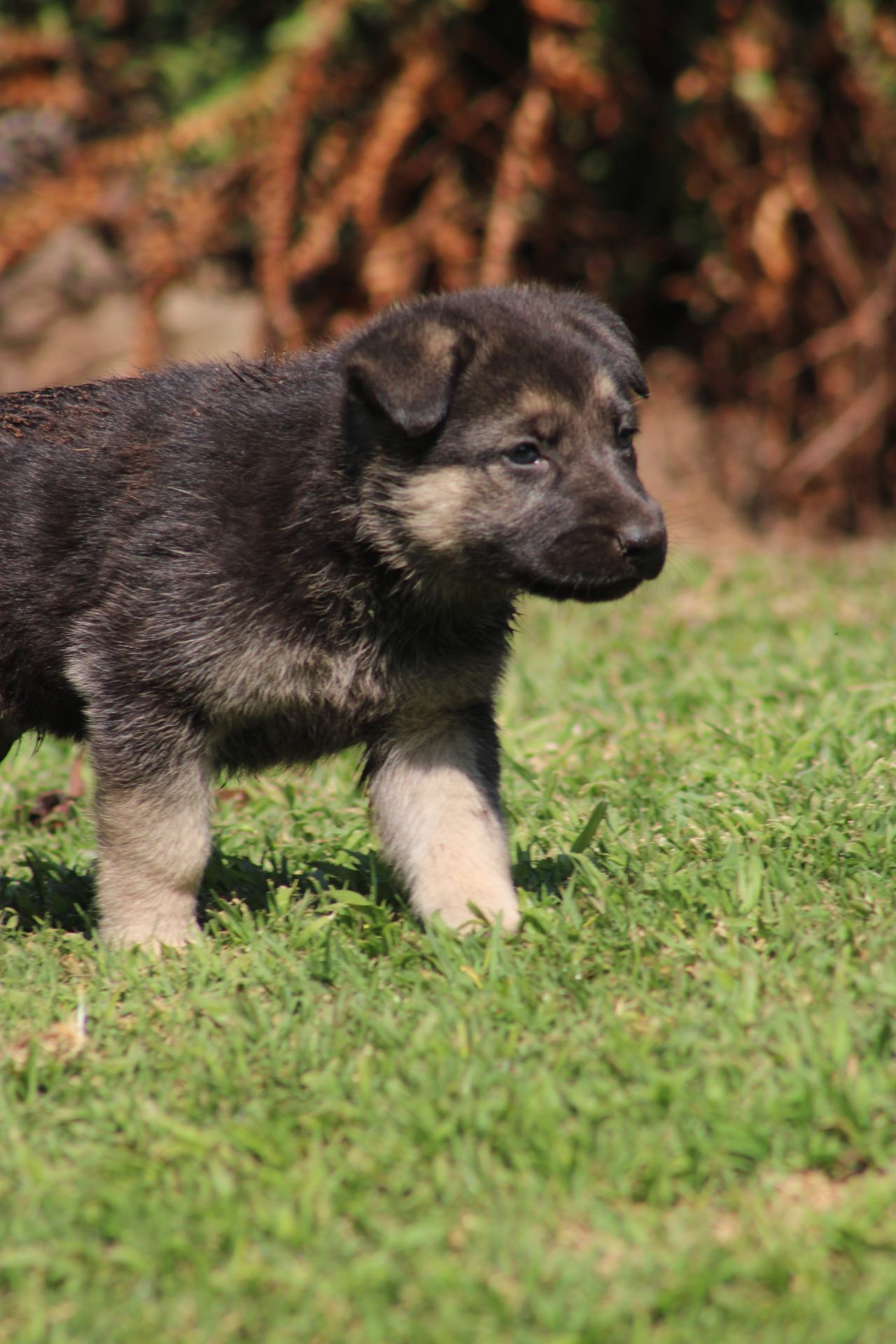 Mixed Breed — German Shepherd x Belgian Malinois photo 7