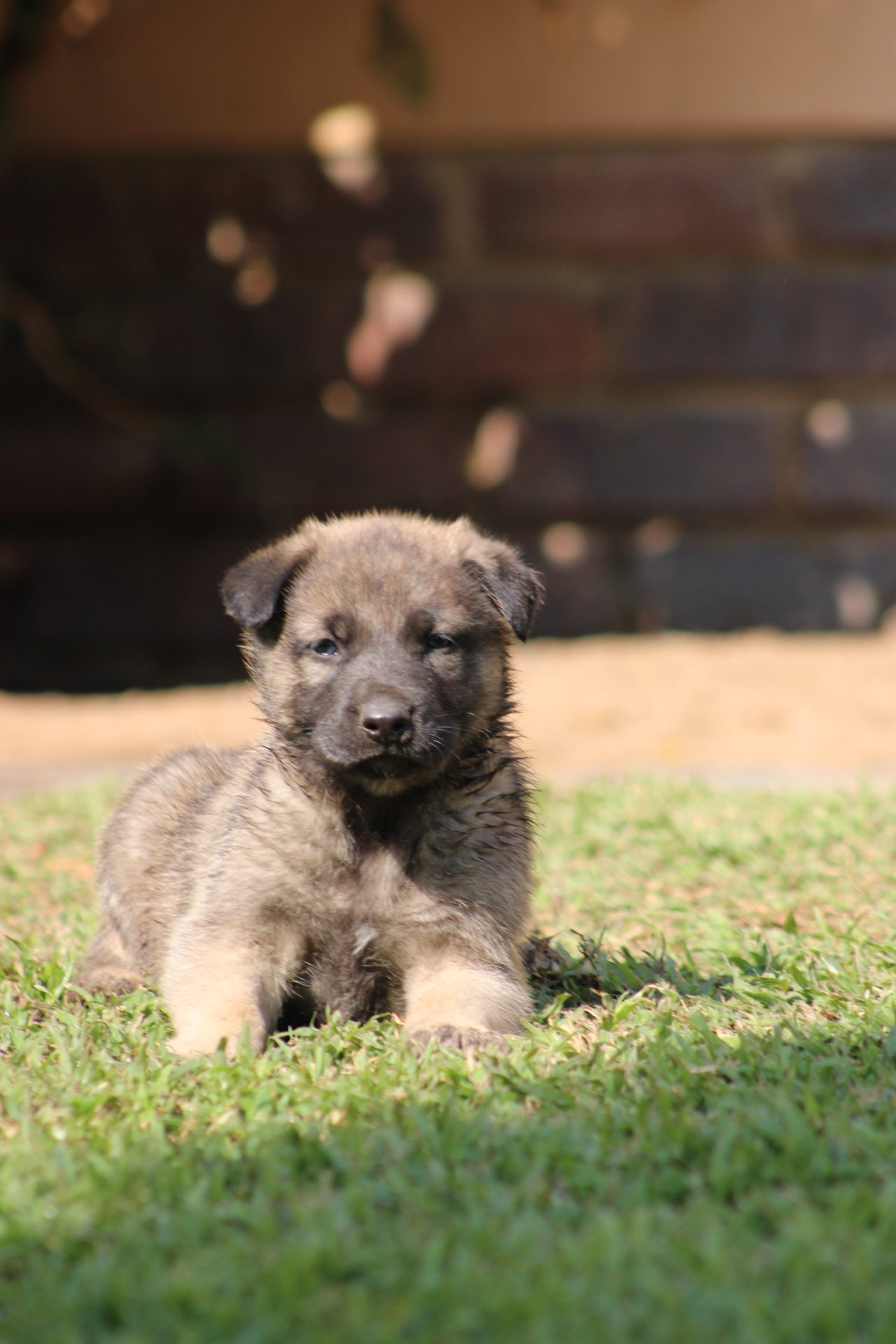 Mixed Breed — German Shepherd x Belgian Malinois photo 8