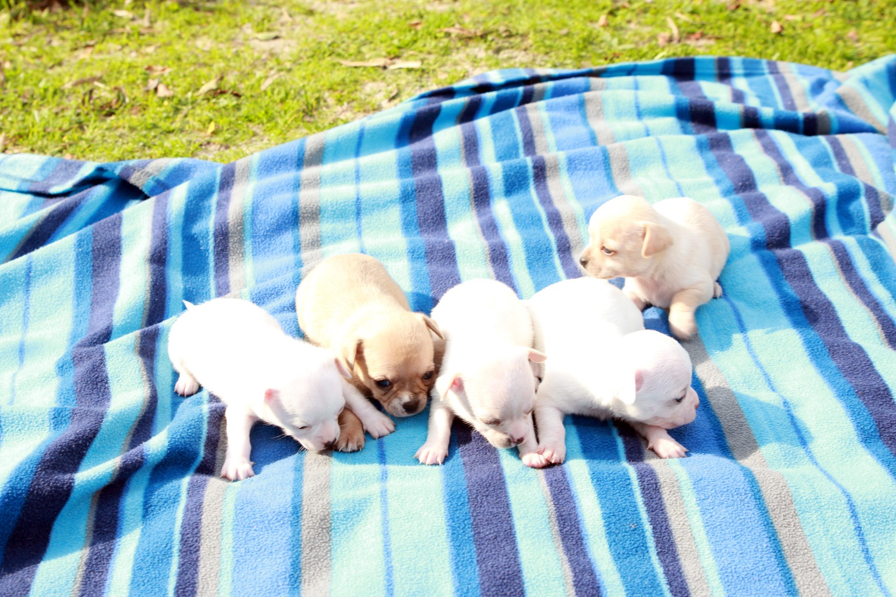Chihuahua photo 2