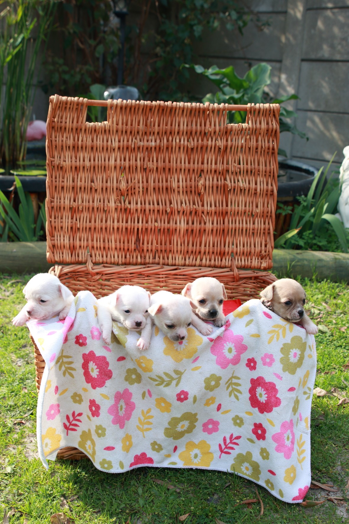 Chihuahua photo 3
