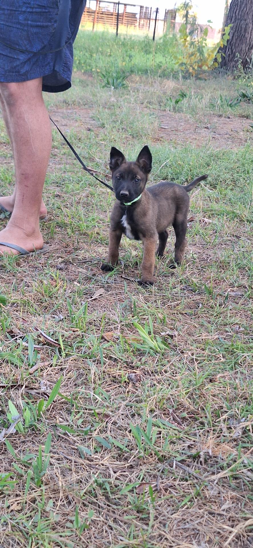 Mixed Breed — KUSA registered Belgian Malinois listing photo