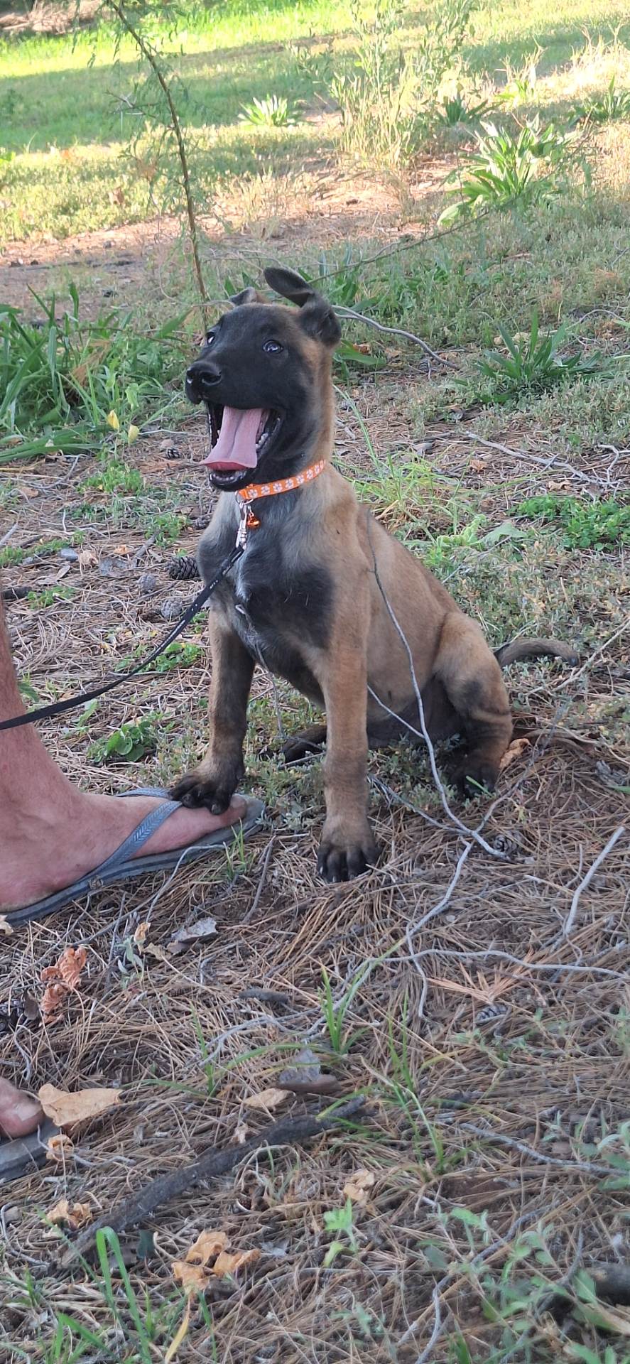 Mixed Breed — KUSA registered Belgian Malinois photo 5