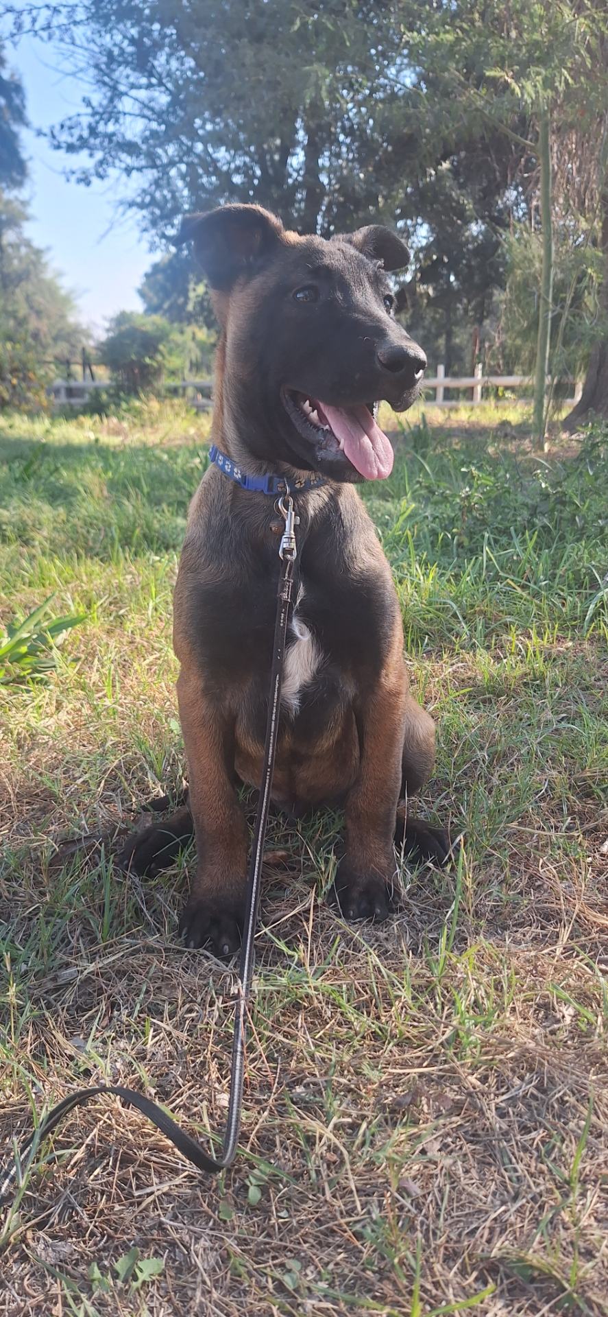 Mixed Breed — KUSA registered Belgian Malinois photo 6