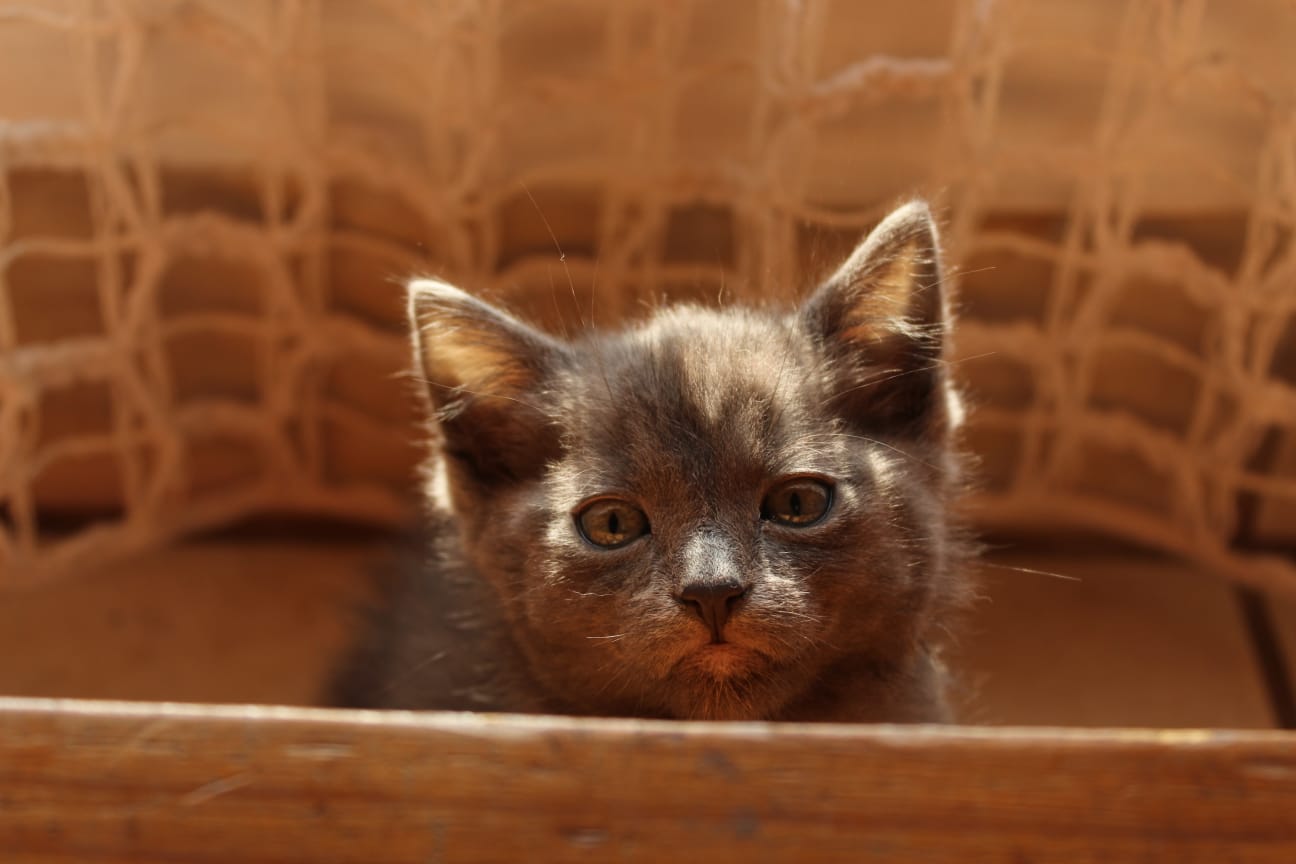 Bengal listing photo