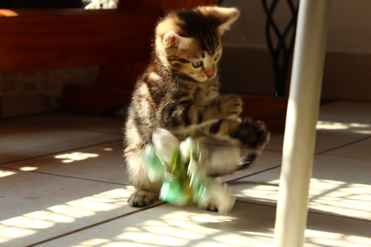 Bengal photo 2