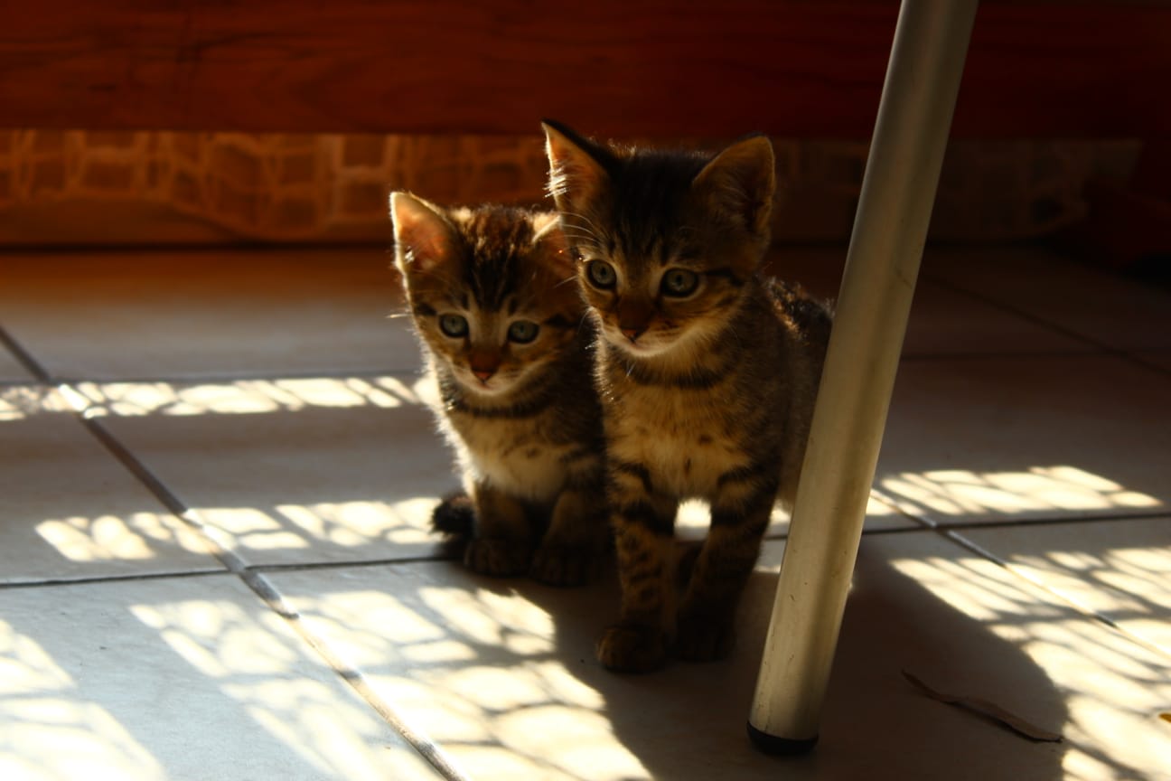 Bengal photo 3
