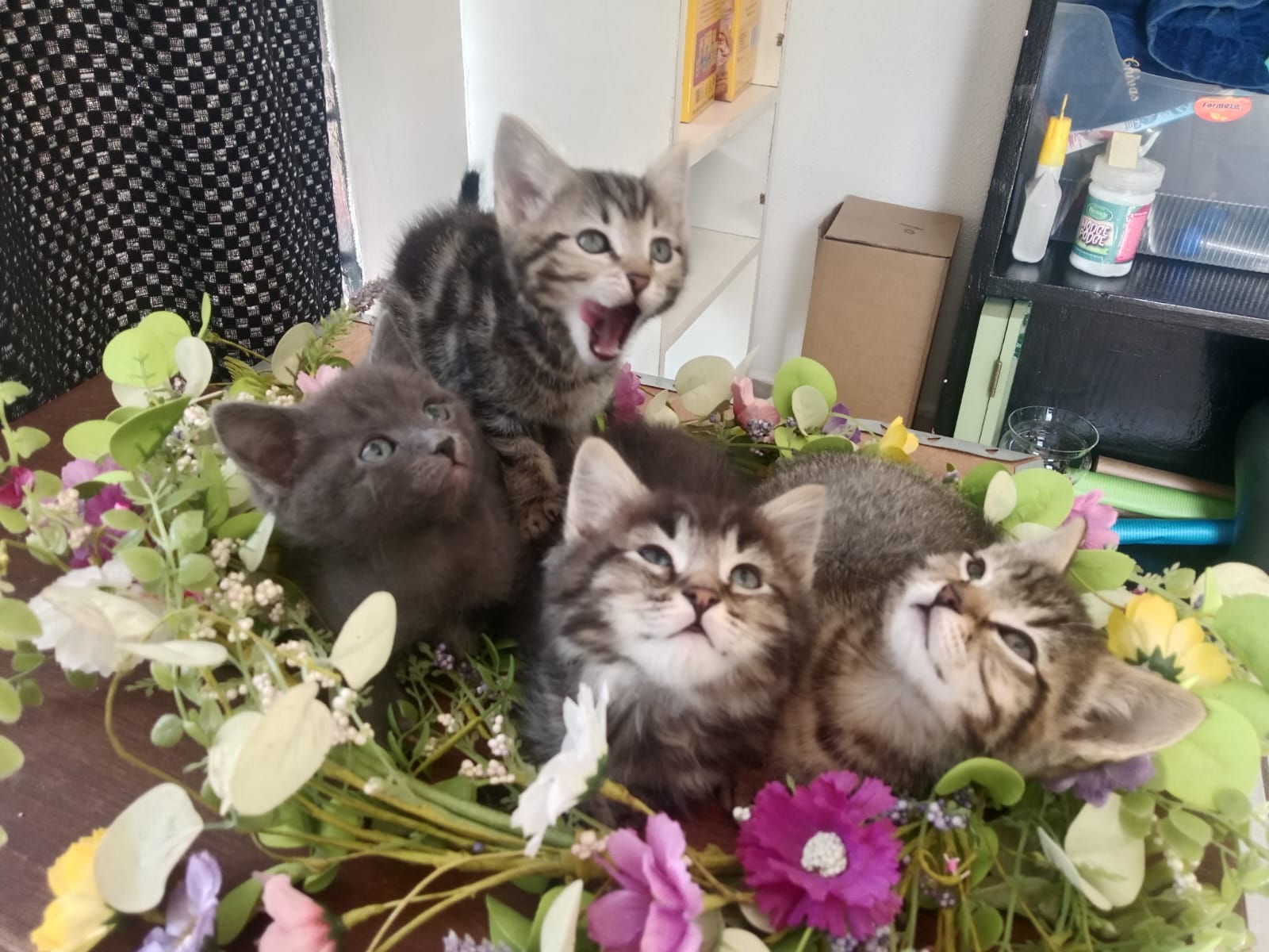 Bengal photo 4