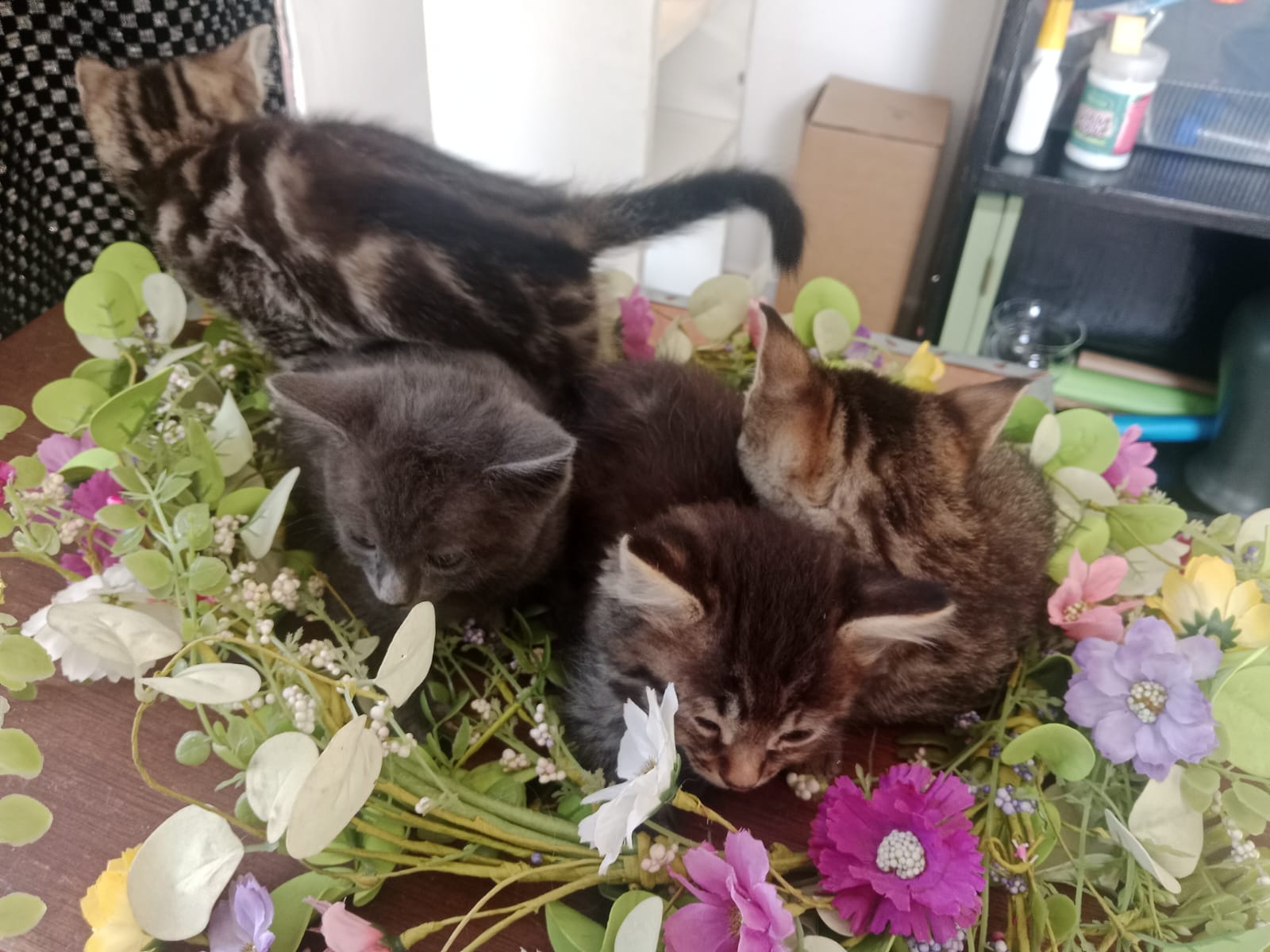 Bengal photo 5