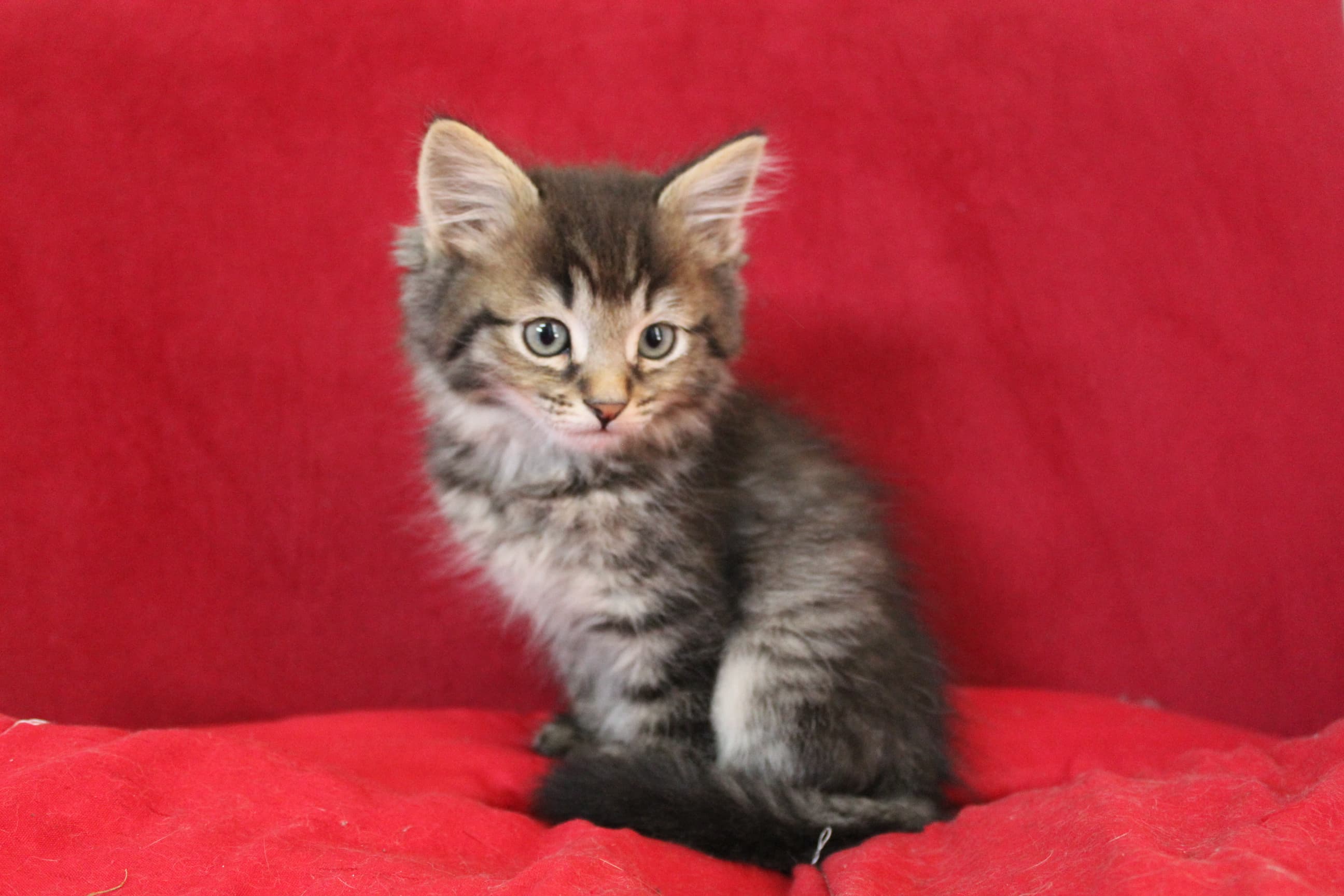 Bengal photo 6