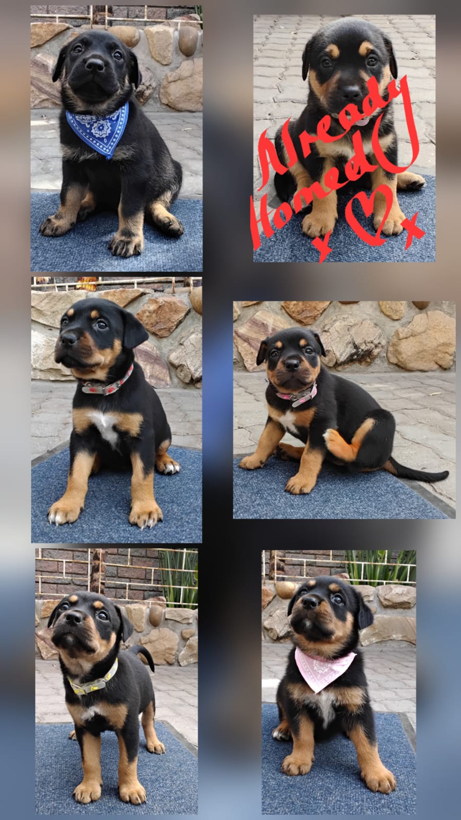Mixed Breed — Rottweiler X listing photo