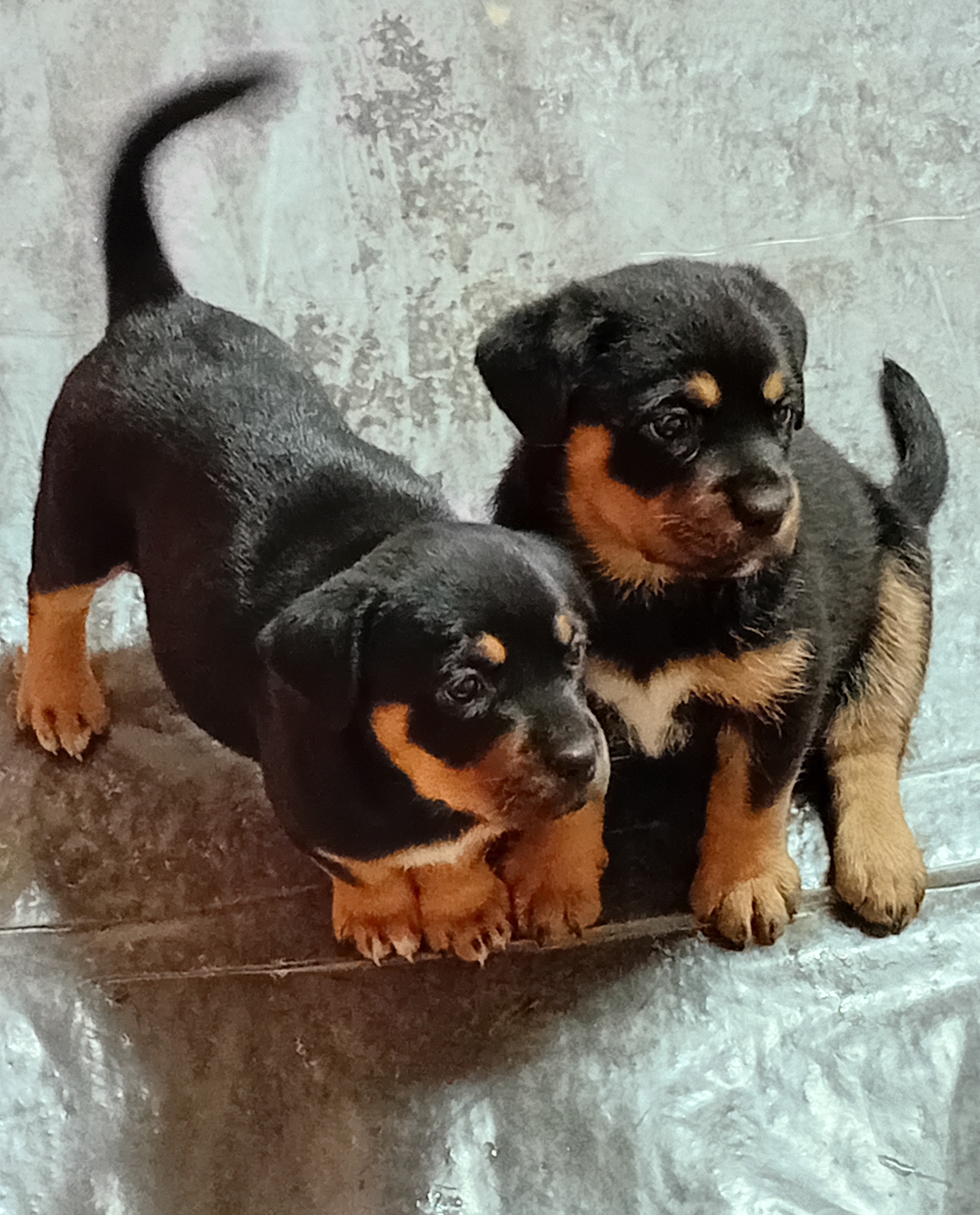Mixed Breed — Rottweiler X photo 2