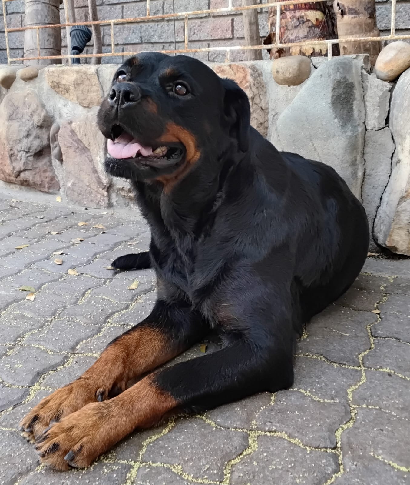 Mixed Breed — Rottweiler X photo 3