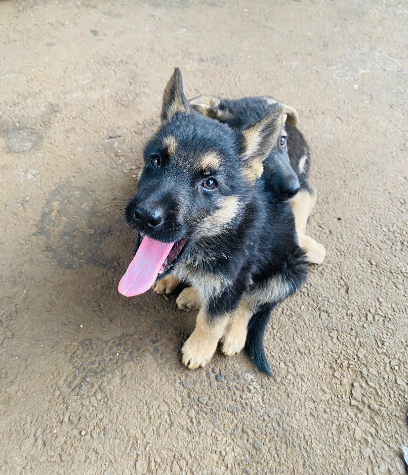 German Shepherd Dog listing photo