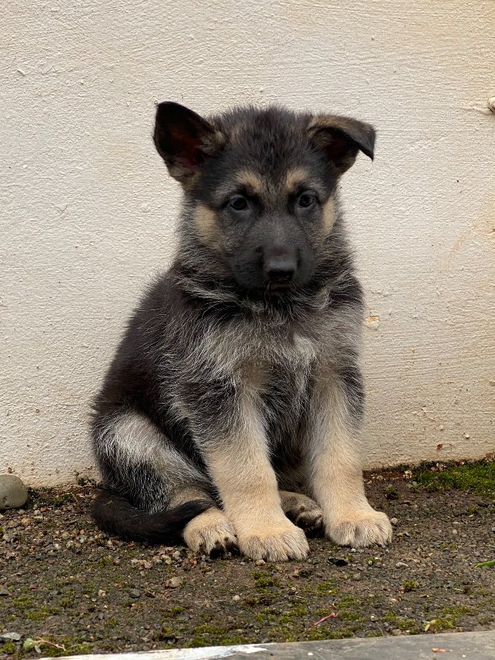 German Shepherd Dog photo 2