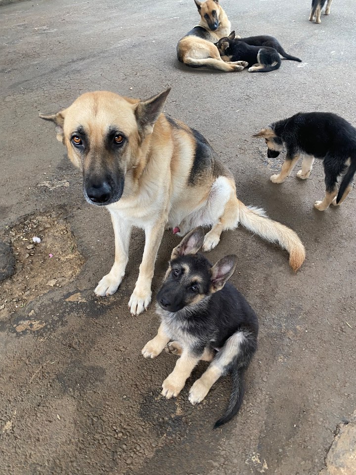 German Shepherd Dog photo 11