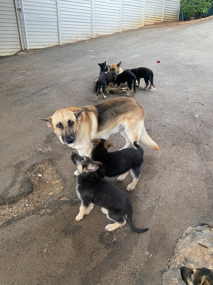 German Shepherd Dog photo 12