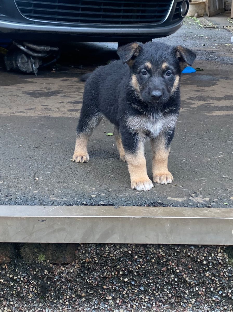 German Shepherd Dog photo 3