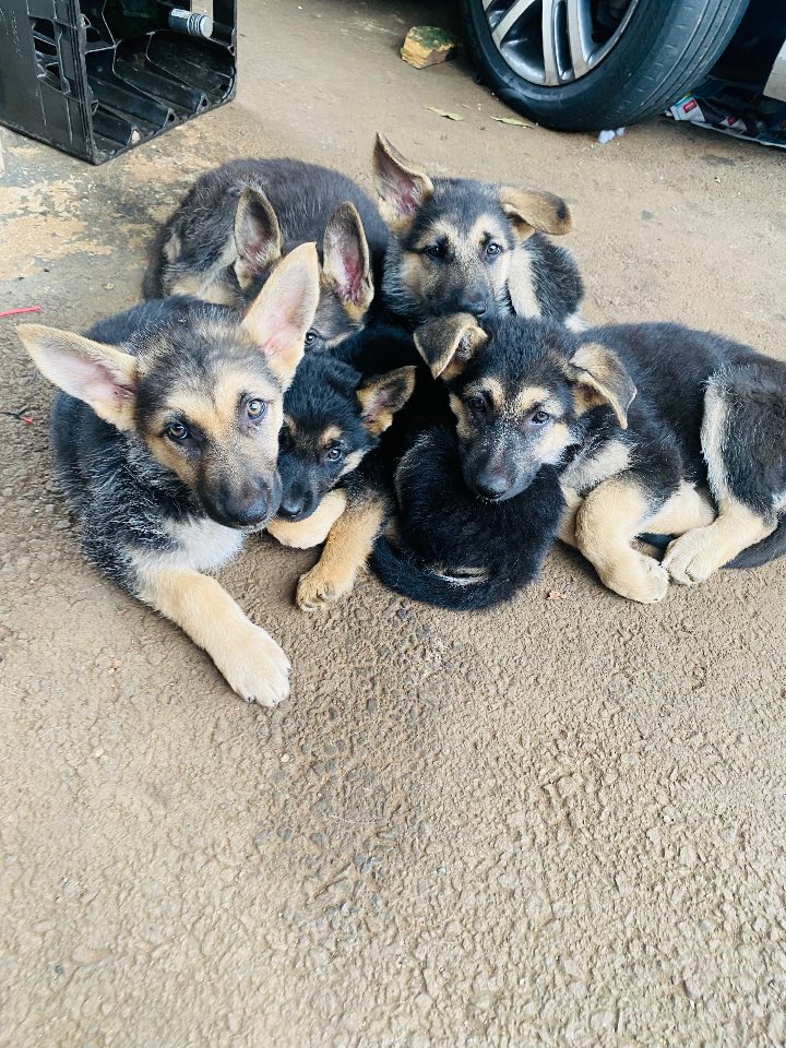 German Shepherd Dog photo 4