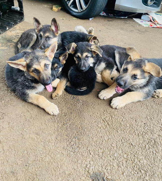 German Shepherd Dog photo 5