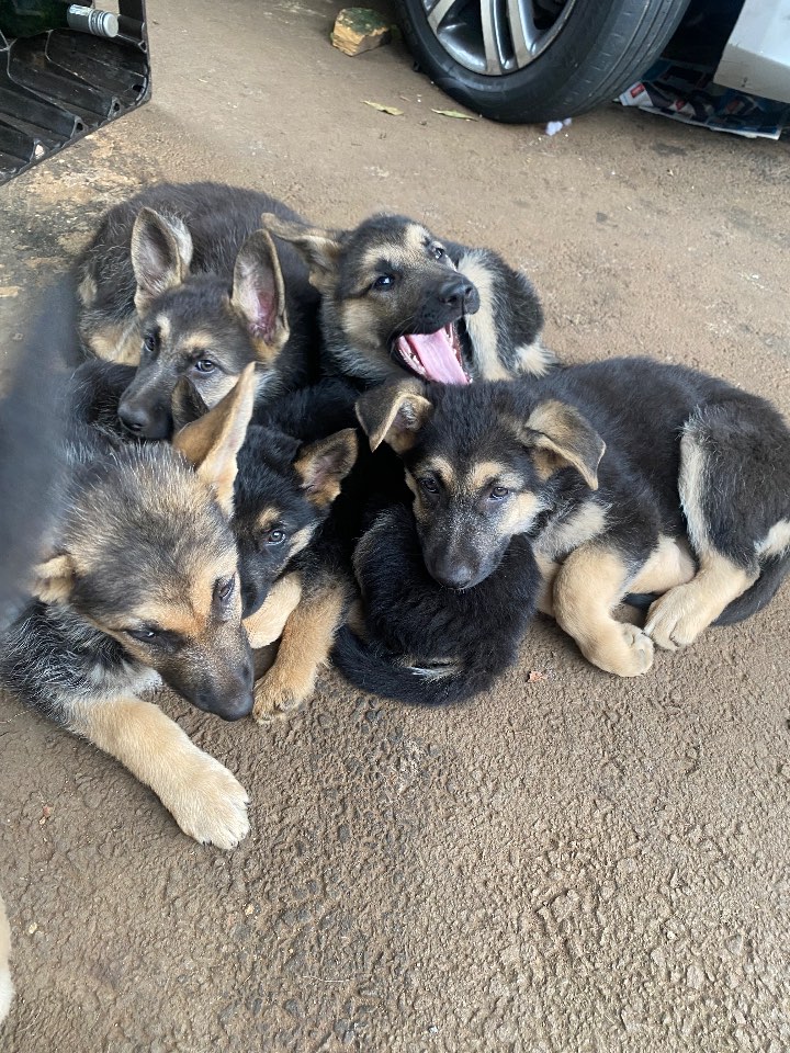 German Shepherd Dog photo 6