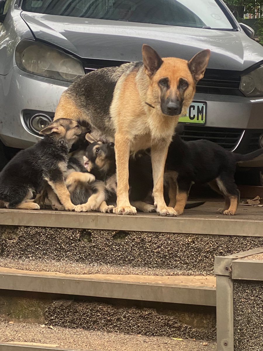 German Shepherd Dog photo 9