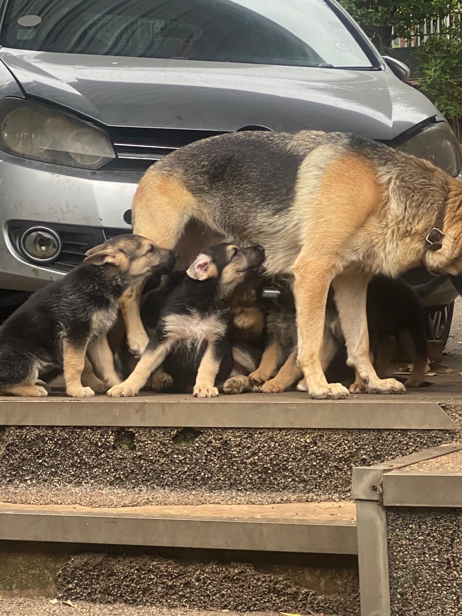 German Shepherd Dog photo 10