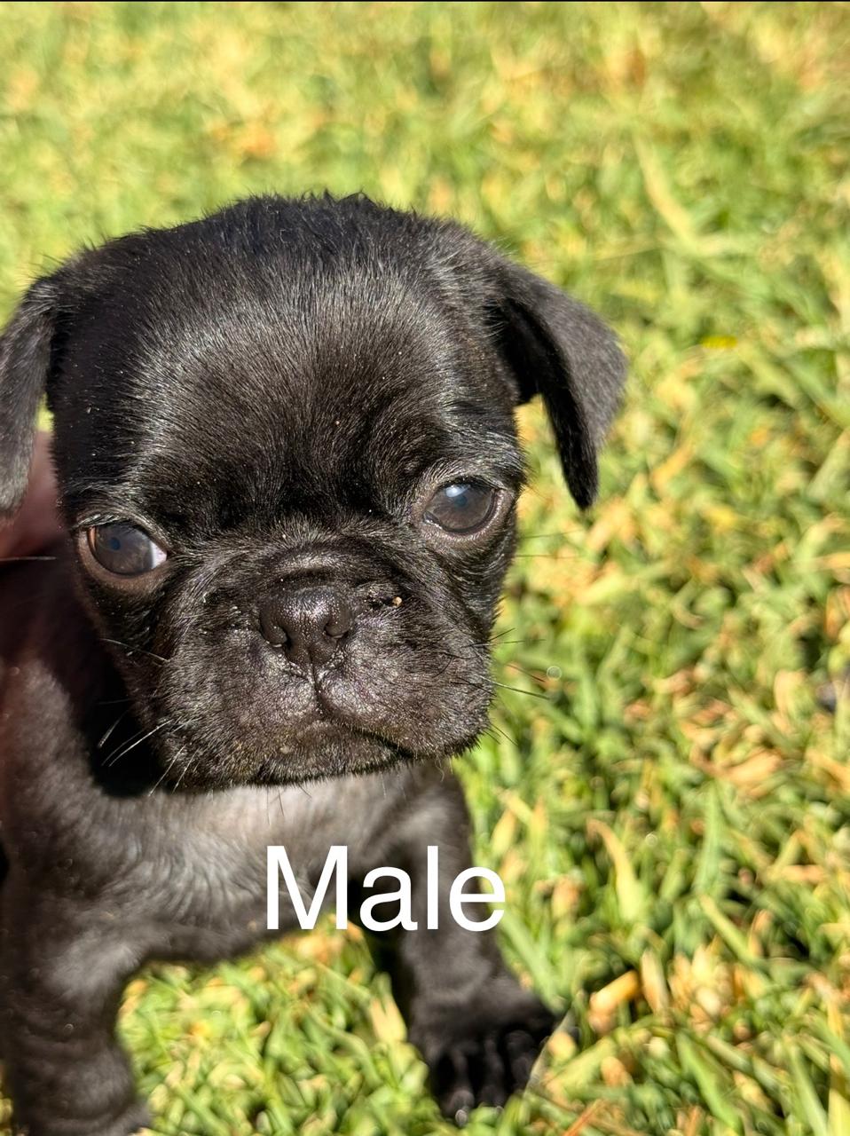 Mixed Breed — Adorable Pug Puppies – Vaccinated & Ready for Loving Homes photo 2