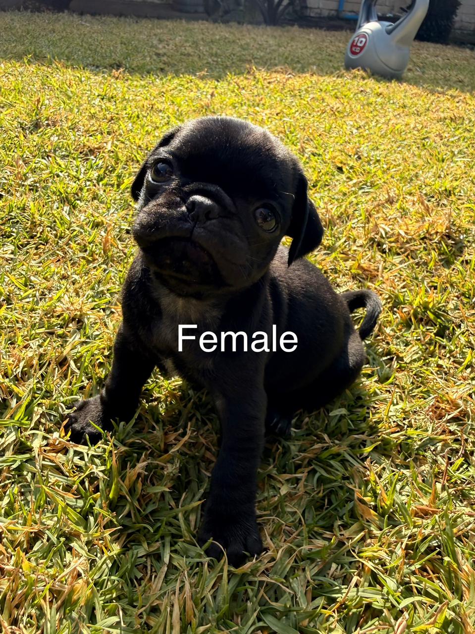 Mixed Breed — Adorable Pug Puppies – Vaccinated & Ready for Loving Homes photo 3