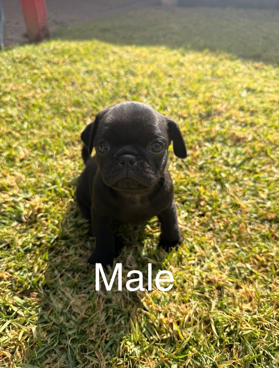 Mixed Breed — Adorable Pug Puppies – Vaccinated & Ready for Loving Homes photo 4