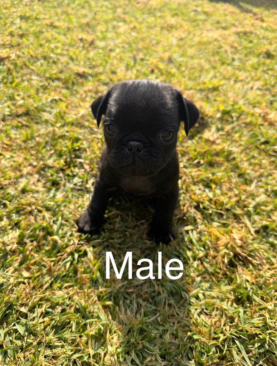 Mixed Breed — Adorable Pug Puppies – Vaccinated & Ready for Loving Homes photo 5