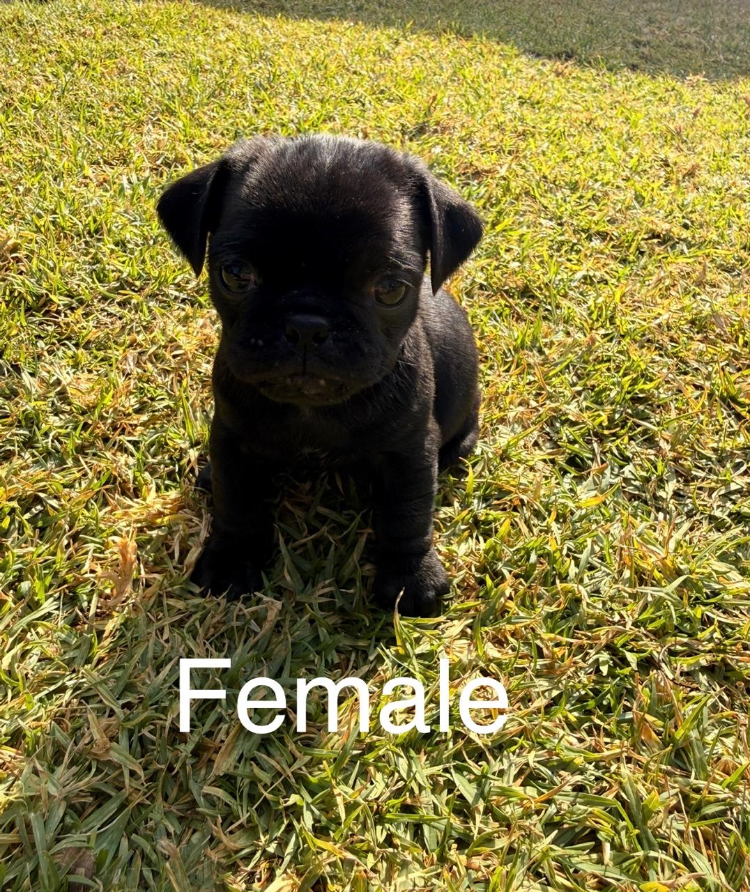 Mixed Breed — Adorable Pug Puppies – Vaccinated & Ready for Loving Homes photo 6