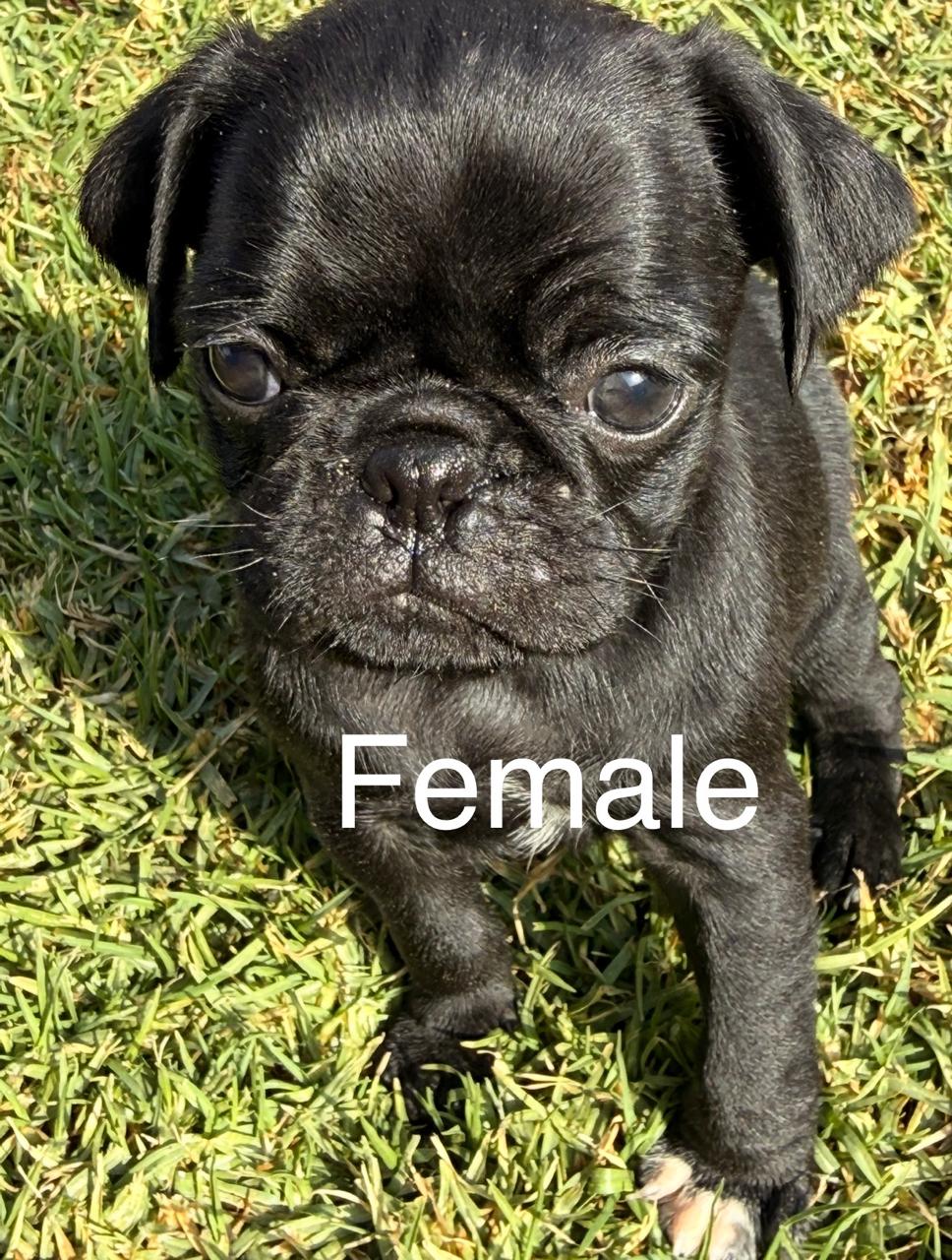 Mixed Breed — Adorable Pug Puppies – Vaccinated & Ready for Loving Homes photo 7
