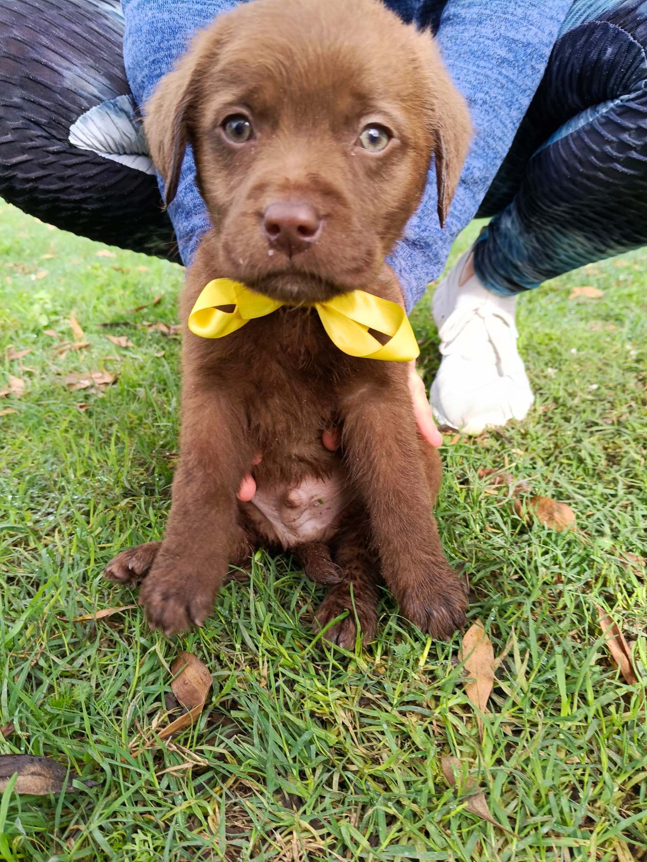 Labrador Retriever — featured listing photo