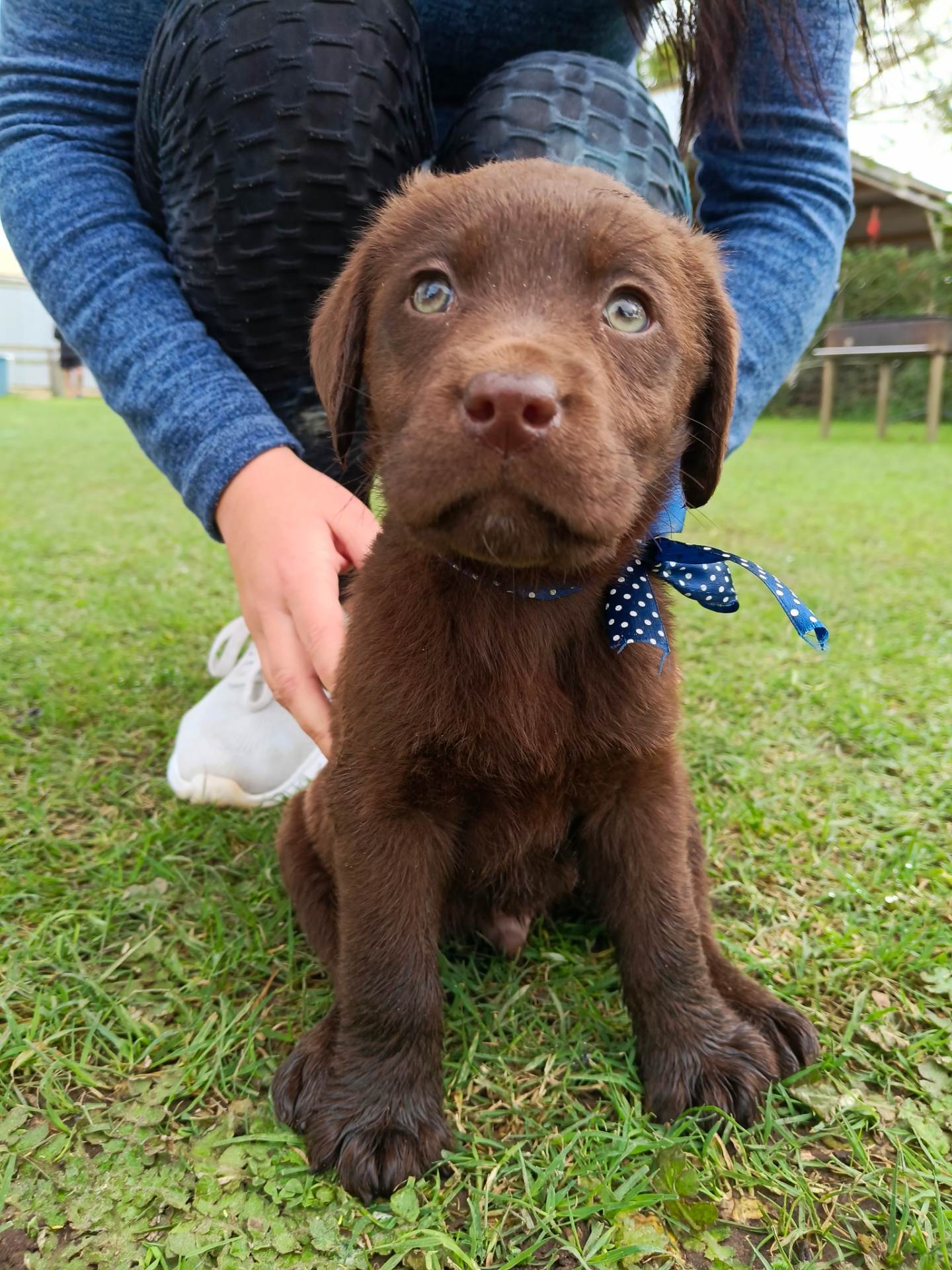 Labrador Retriever photo 2