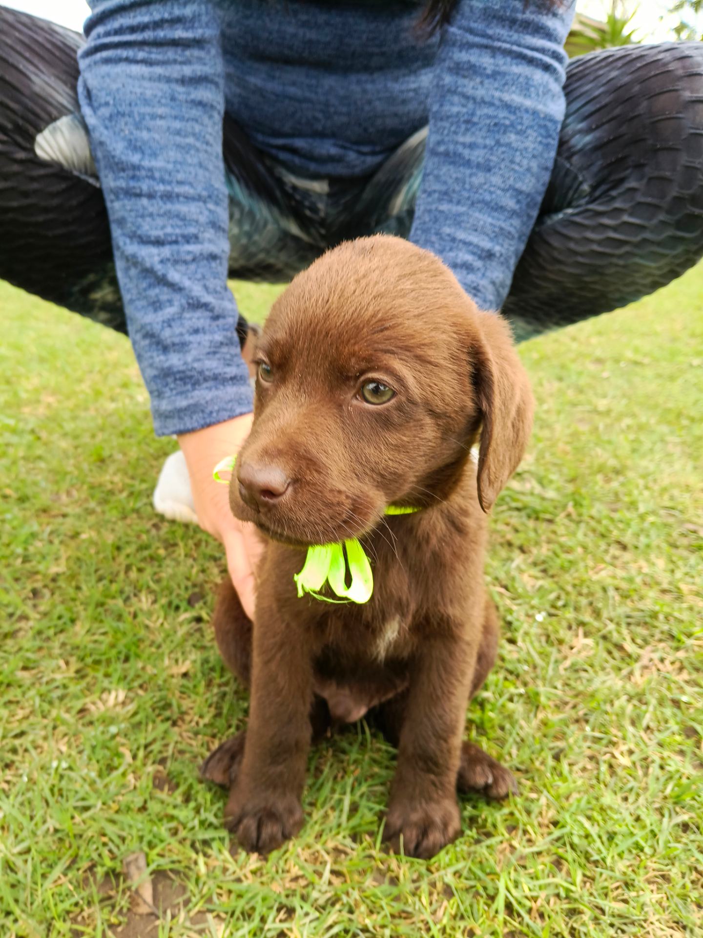 Labrador Retriever photo 3