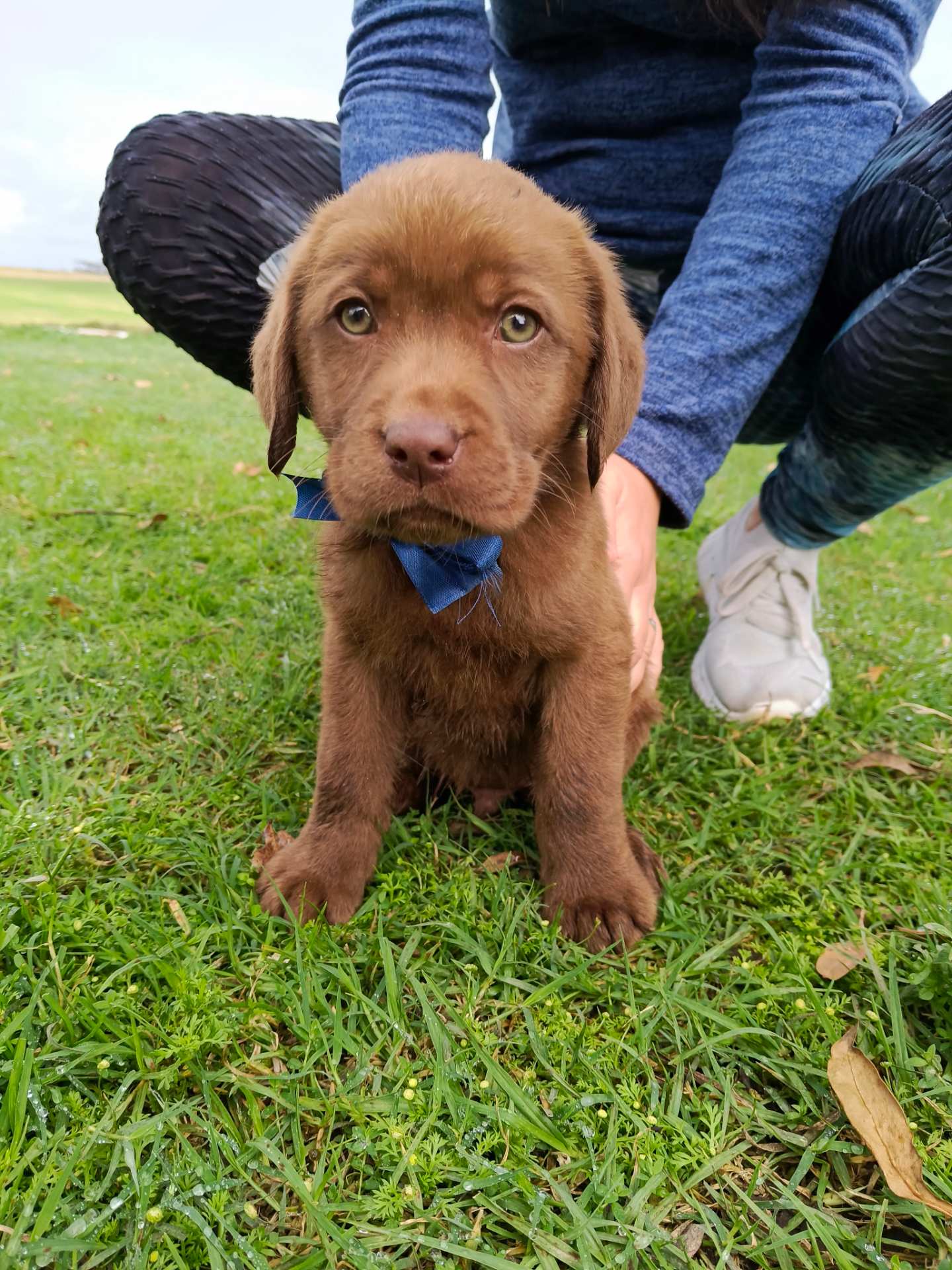 Labrador Retriever photo 4