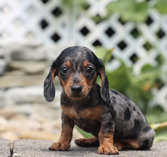 Dachshund (Miniature) photo 1