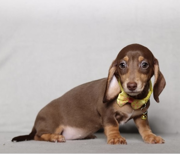 Dachshund (Miniature) photo 2