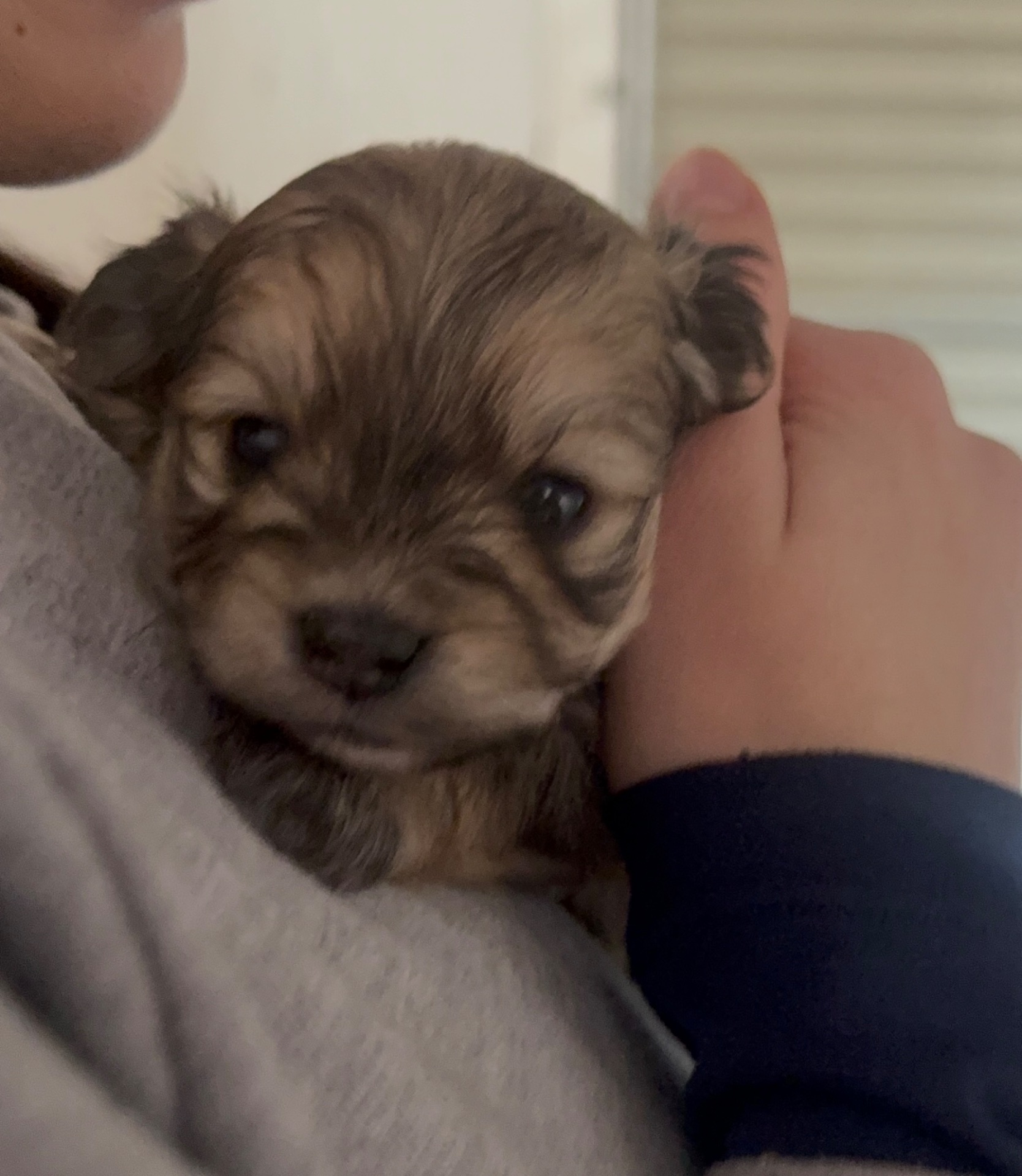 Mixed Breed — Maltipoo x Pomeranian listing photo