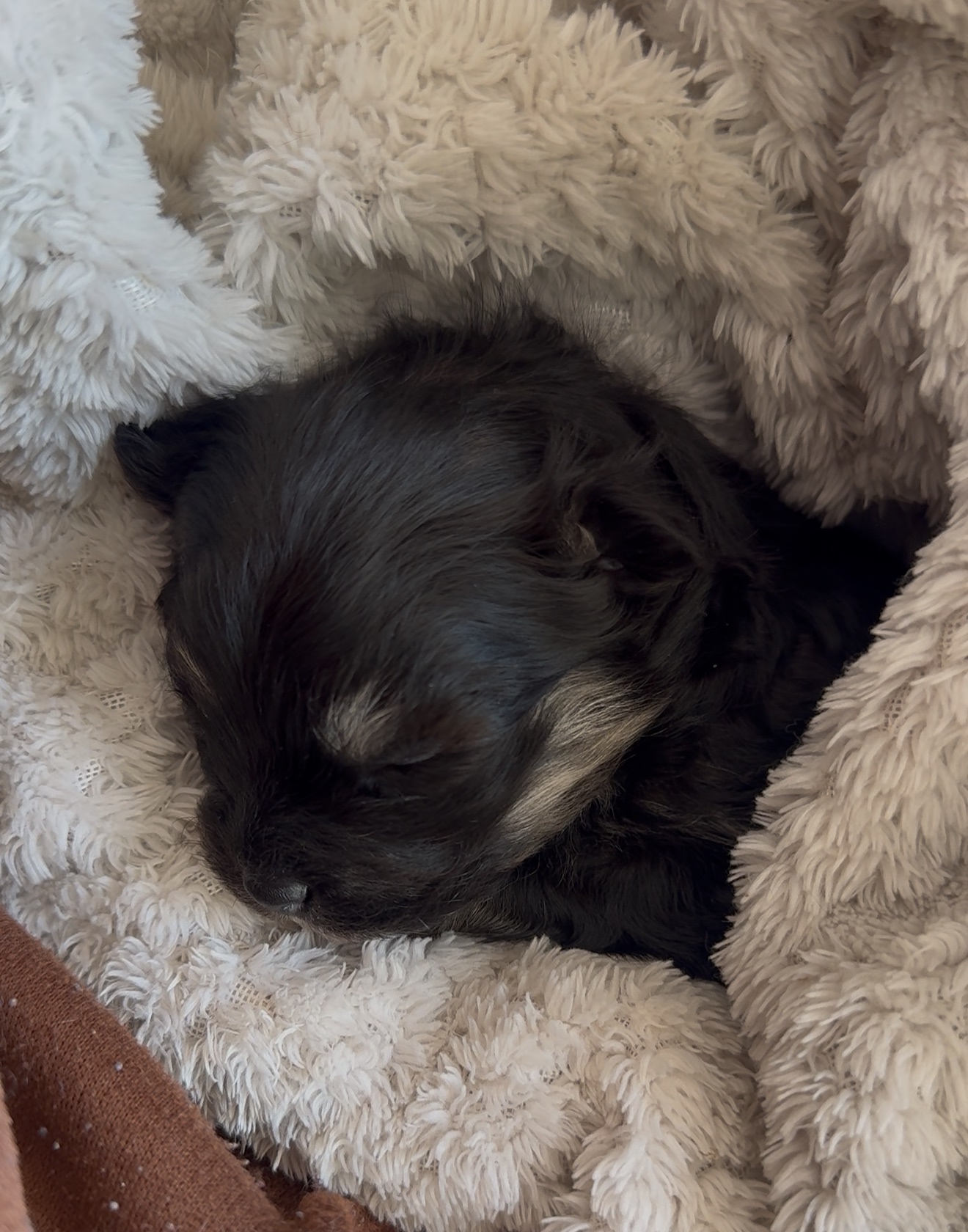 Mixed Breed — Maltipoo x Pomeranian photo 3