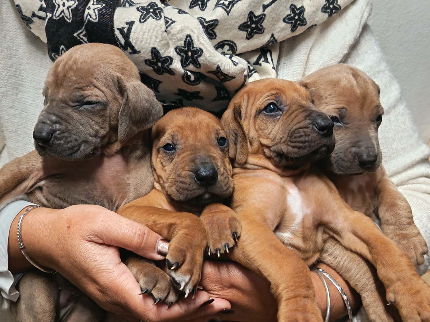 Rhodesian Ridgeback listing photo